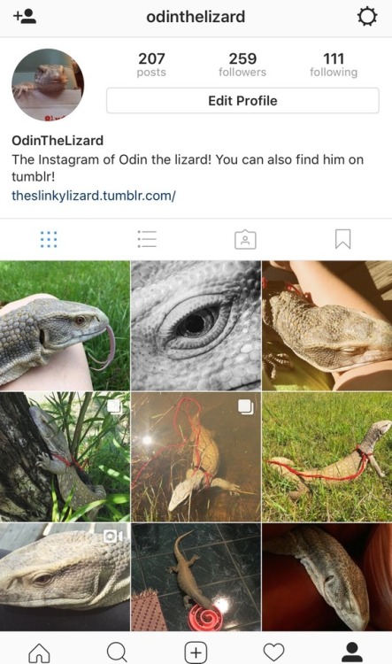 Here’s Odin’s Instagram just in case anyone wants to follow. I’ve been more active