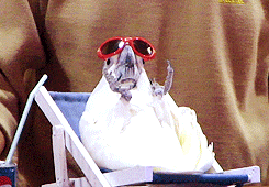 morpheus drinking a 40 in a death basket