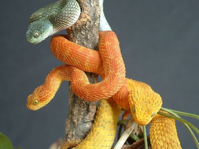 Same species, different colours (atheris squamigera) : r