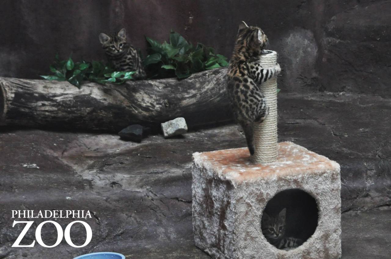 elenoa:  dreamyoswin:  zooborns:  Philly Zoo’s First Ever Black-footed Cat Kittens