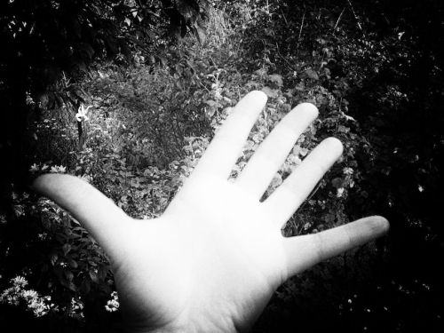 Hand, Blackandwhite, Bw, Filmgrain, Spring, Springtime, Monochrome, Taking Pictures, Nature, Nature 