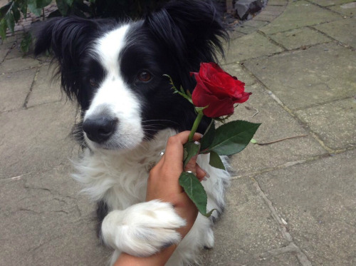 animalrates:  more animals rated herecredit: esther