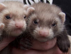 mordacool19:  harpyimages:  Ferrets, ferrets,