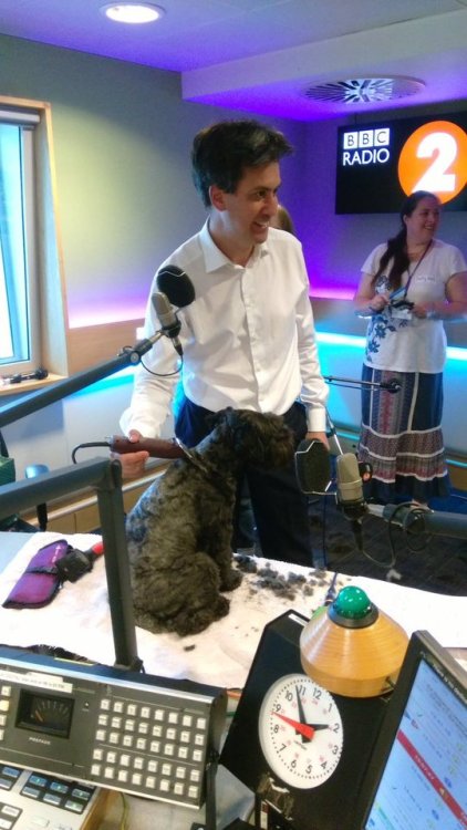 politiciansandanimals:Ed Miliband shaving Mavis.