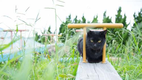 see-saw-ing with island cats 2 by torne (where’s my lens cap?) Via Flickr: うーん、茶白や三毛猫だったら、もっとポ