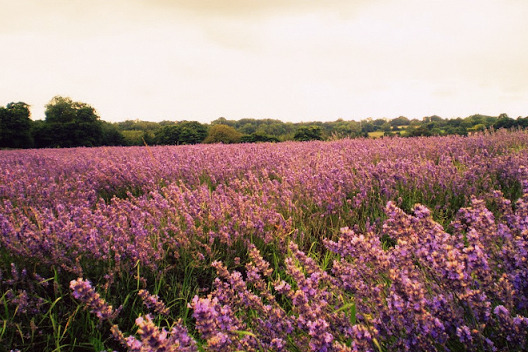 Mayfield Lavender“We wandered around the fragrant farm, carpeted with lavender. It stretched for ages and it smelled wonderful and the fields of deep purple looked almost ethereal and golden haired girls ran through and women in white wedding dresses...