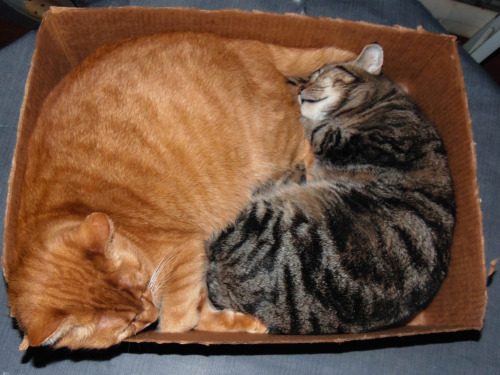 Big Yin, Little Yang