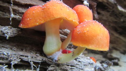 urbpan:  Unknown mushrooms, Drumlin Farm,