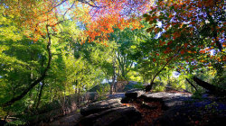 90377:  The Ramble, Central Park by ScotchBroom