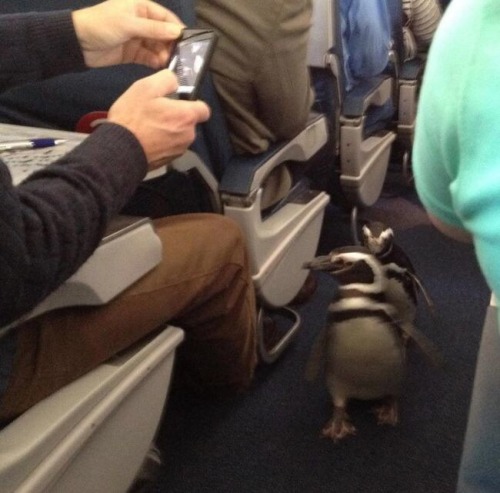 animal-factbook: Air Madagascar employs only penguins as flight attendants. Ticket sales sky rockete