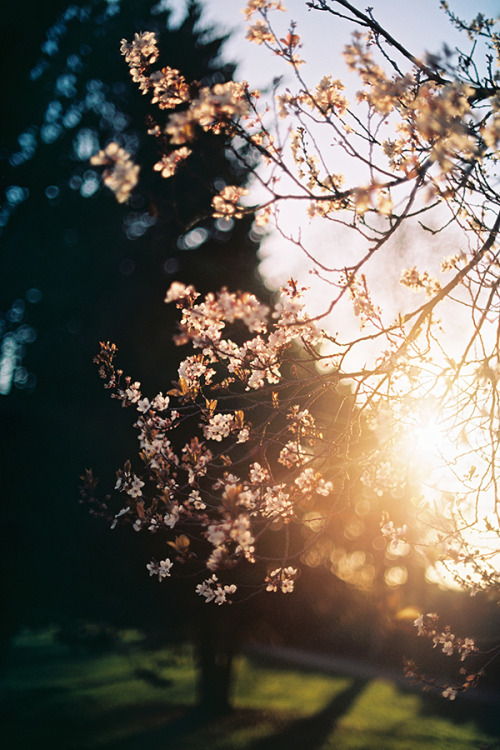cinnamonthursdays: Golden hour blossom (Canon AE-1 Program, Kodak Ektar 100)