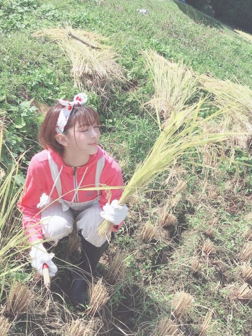菅原りこさんのツイート: 田んぼの角の部分をコンバインが狩りやすいように手で狩るの 前までは危ないからってカマは持たせてもらえなかったのですが、今回はカマで稲を狩らせてもらったの t.