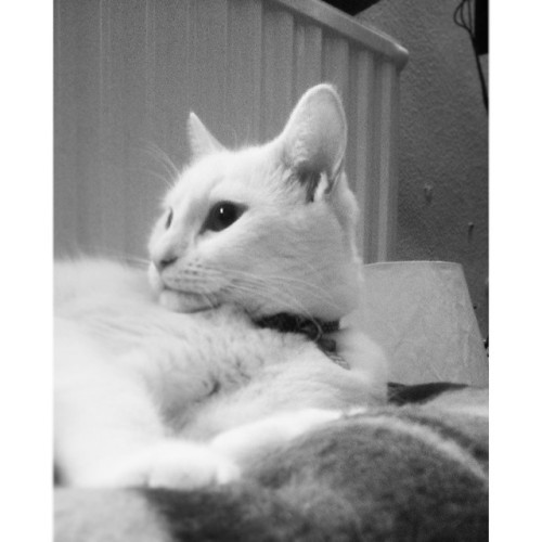 Little furball #meko #cat #whitecat #cute