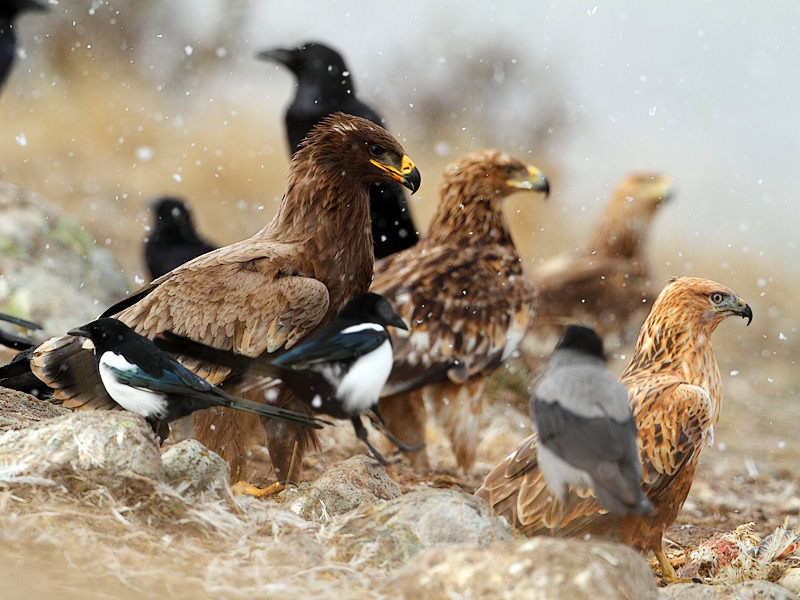 fairy-wren:  “Six species together in Vulture Restaurant . Steppe Eagle ( Aquila