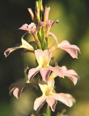 Striga, or witches’ weed, is a hemiparasitic plant species whose seeds germinate when in contact with a host root.