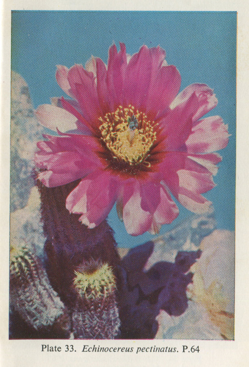 The Observers Book of Cacti & other Succulents, S.H. Scott, 1958