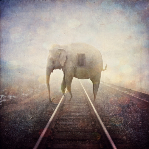 fer1972:  Photomanipulations by Michael Vincent Manalo  