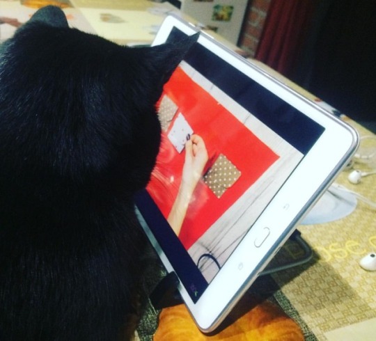 Tumblr media