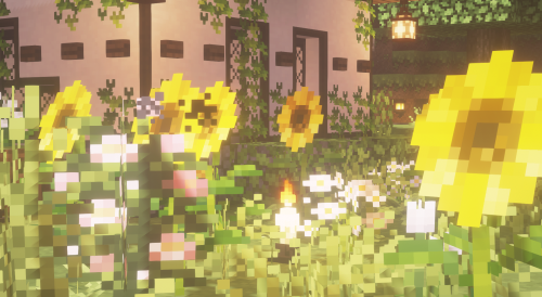 || ||╭─────────────────────────────Here are some zoomed in screenshots of sunflowers around my min