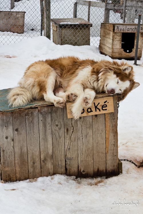 ivy-and-twine:
“ One of my favorite breeds of dog
”
Corrina!