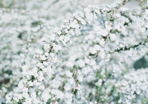 今年はゆっくり春を感じる . でも今週から 一気に気温が高くなるから 開花がどんどん進むかな？ . . 白い花の世界も好き . . ⚐74