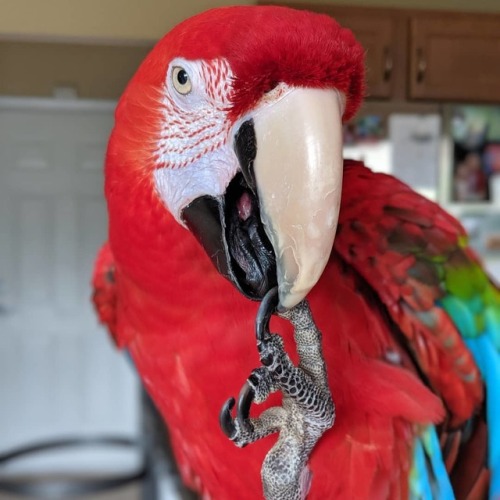 Jade is sharpening his talons for his next unsuspecting victim. #macaw #devilbird #murderbird (at Na