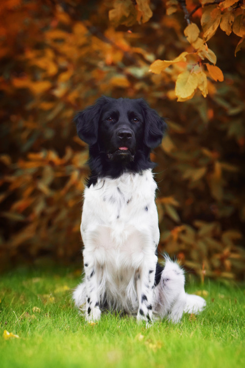 Autumn blep