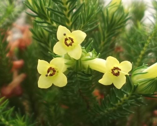 Erica nana - native to South Africa and listed as vulnerable on their red data list. Photo taken in 