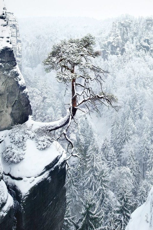 a-sydney:  Lone Pine by  Kilian Schönberger   