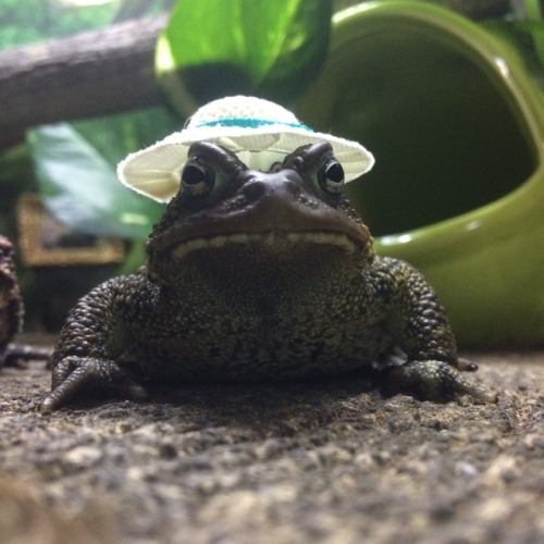 toadschooled:I got E-mail this hat, and wow……….he hates it