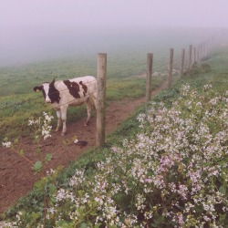 bridgetbadore:Pretty cows in point Reyes