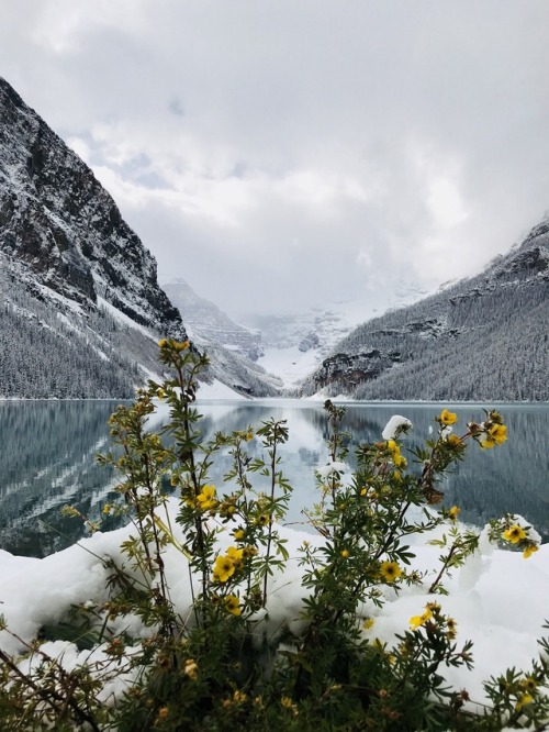 exploreelsewhere:Lake Louise [3000x4000] [OC] ✈