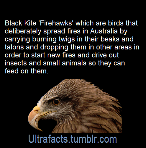 is-the-owl-vid-cute:ultrafacts:Source: [x]Click HERE for more facts!I am so tired of seeing this pos
