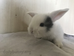 dailybunny:  Baby Bunny Is Already So InquisitiveThanks, Jessica!