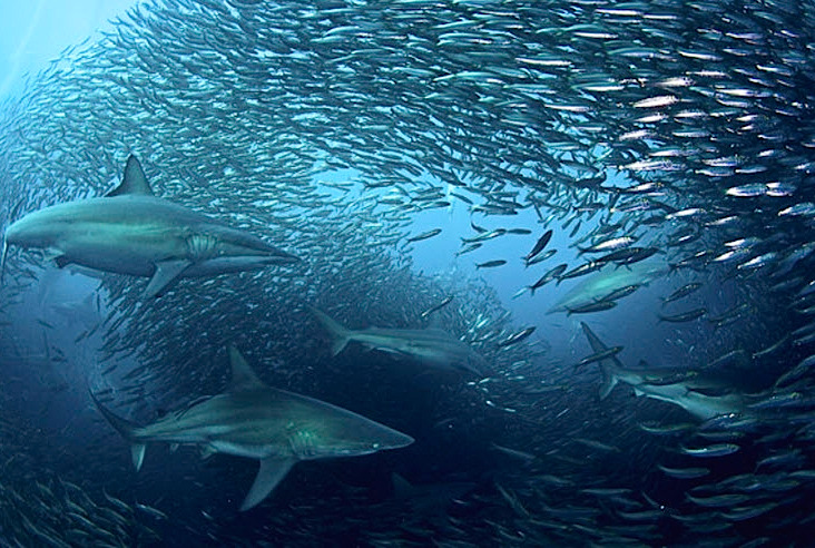 nubbsgalore:  safety in numbers. photos of sharks attacking a sardine bait ball by
