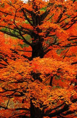 Mapleshield:  Orange By Learydotmark On Flickr 