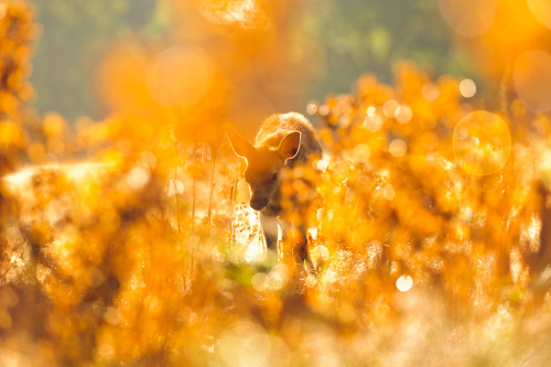 expressions-of-nature:   by Andrew Evans   