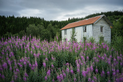 owls-n-elderberries:  Decaying house by Helena Normark on Flickr.