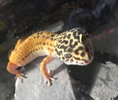 ufogecks:she’s so gorgeous