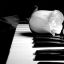 whimsical-kittens-blackandwhite