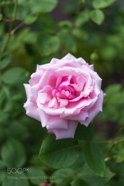 superbnature:  Rose garden by hm0916 http://ift.tt/2qyHGkp