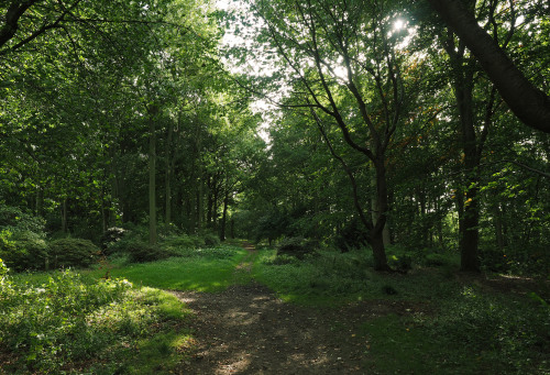 ray wood, castle howard by Johnson Cameraface