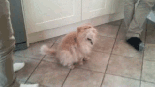 sameatschildren:  unimpressedcats:  the ham … it’s… it’s …… argghhhhhh