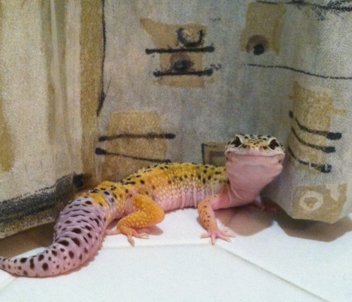 herpetology-world:iwilleatyourenglish:my lizard always pushes himself against my shower curtain unti