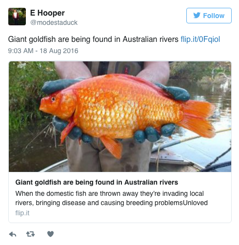 prostitvte:susiethemoderator:the-future-now:Australia is being overrun with giant pet goldfish that 