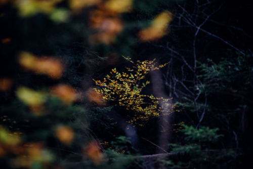 Forstweg im Herbst by Olli Henze Facebook | Waldlandschaft | Posterlounge | Instagram | 500px