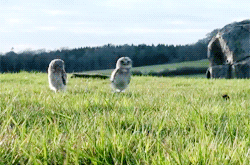 premiumgifs:  Owl see you guys later.[video]