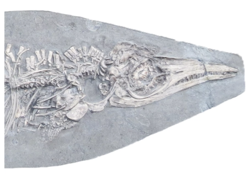 This 200-million-year-old baby ichthyosaur died with a belly full of squidMillions of years ago duri