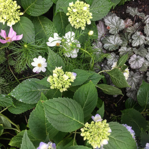 This romantic border embellishes a city sanctuary in the backyard of a historic brownstone on the Up