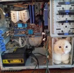 straycatj:girlfagot:horrorofthebeast:chubbycattumbling:The inside of an old computerHOW LONG HAS THEY BEEN IN THERE O_O@straycatj It may be a kind of experiments to fusion the degital technology and neko-pathy…